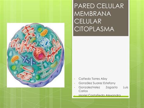 Pared Celular Membrana Y Citoplasma