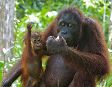 Over 100000 Orangutans Have Died In Borneo In Past 16 Years Science