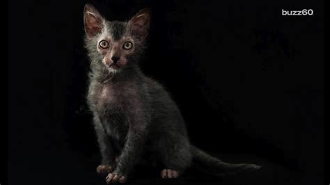 Meet The Werewolf Cat Breed It Exists And It S Awesome