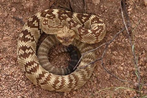 10 Species Of Snakes With Black Tails Pictures Wildlife Informer