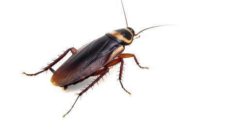 So, as cardboard is made of plants. What Attracts Cockroaches to your Home? | Northwest ...