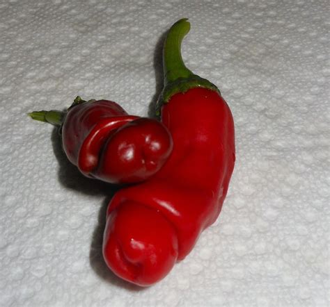 20 Rare Very Hot Peter Pepper Seeds At Least 10 Times Hotter Than The