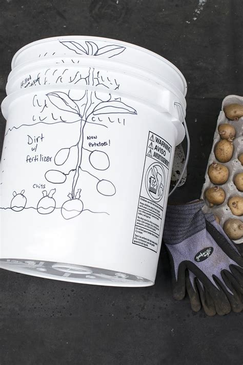 How To Grow Potatoes In A 5 Gallon Bucket Growing Potatoes Container