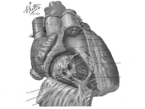 Trabeculae In The Right Ventricle Download Scientific Diagram