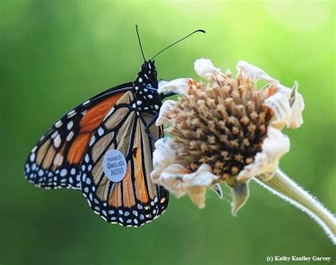 Monarch Migration Underway From Pacific Northwest Bug Squad Anr Blogs