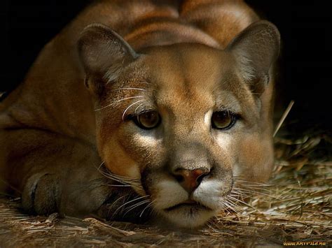 Cougar Cat Cougar Wild Animal Hd Wallpaper Peakpx