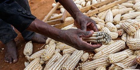 Maize Is Most Cultivated Crop In Uganda Ubos Monitor