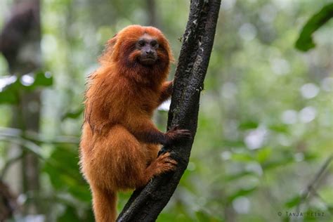 Amazon Rainforest Animals Golden Lion Tamarin Facts Rainforest Animal