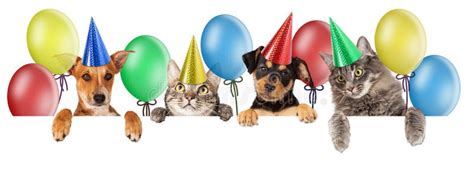 Birthday Cat And Dog Banner Stock Image Image Of Paws Party 55273393