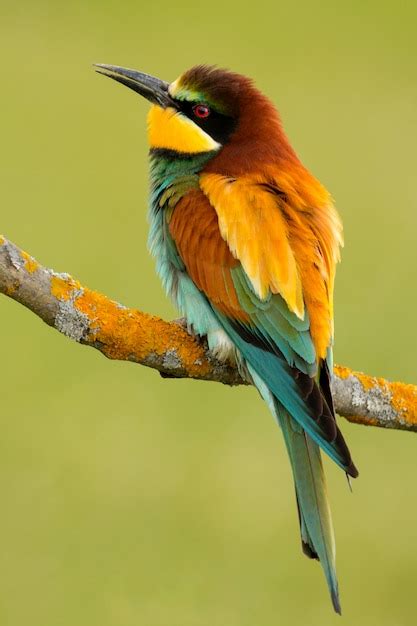 Premium Photo Portrait Of A Colorful Bird