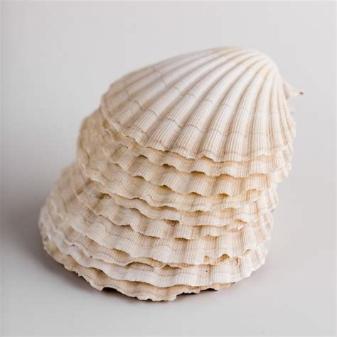 100 Scallop Shells Natural Scallop Shells For Sale