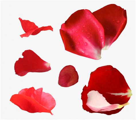 玫瑰花花瓣免抠元素漂浮元素花瓣共享免费下载 花猫素材网