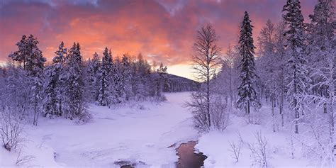 Фото Лапландия область Финляндия ели зимние Природа снега