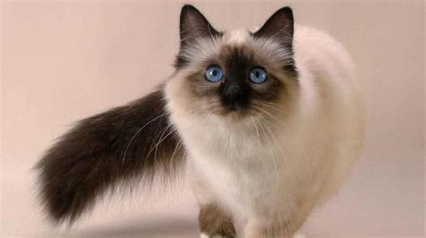 Balinese Cats Pet Health Insurance And Tips