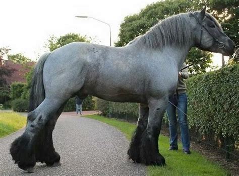 Majestic Creatures 7 Largest Horse Breeds In The World Horse Spirit