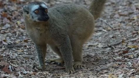 Madame Berthes Mouse Lemur Smallest Human Relative Facing Extinction