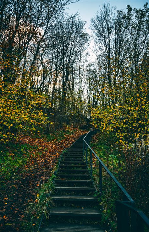 Stairs Between High Trees In Autumn Season · Free Stock Photo