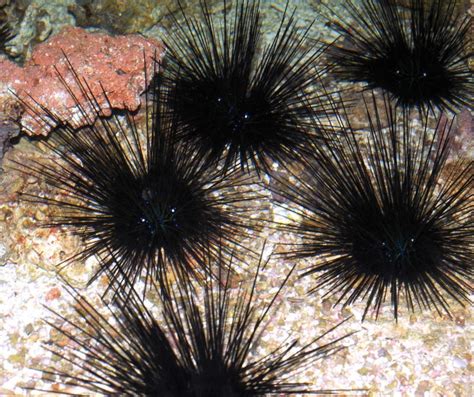 Black Sea Urchin Repeating Islands