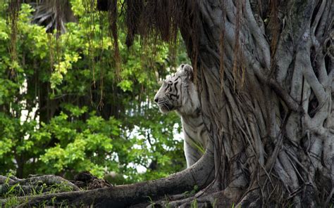 Wallpaper Forest Animals Nature Park Tiger Wildlife Big Cats