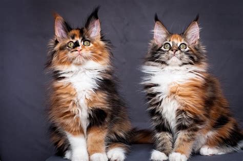 If so, we don't blame you! Maine Coon For Sale in Harris County (16) | Petzlover