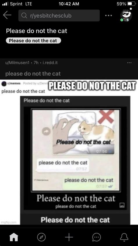Please Do Not The Cat Memes