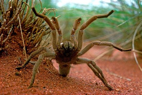 But in the middle east, they often grow larger than 10 inches. Faced with Drowning, This Giant Tarantula Goes Out on a ...