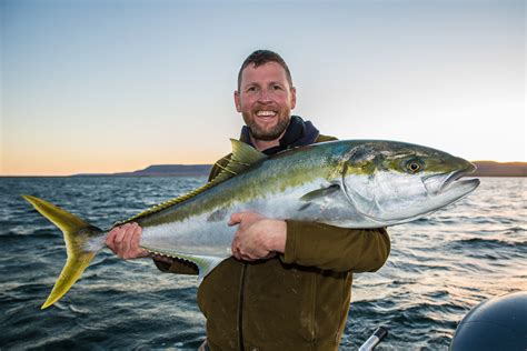 How To Catch Big Yellowtail Kingfish Fishing World Australia