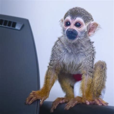 Frequent special offers and discounts up to 70% off for all products! Squirrel monkey for sale | Squirrel monkey for sale near me