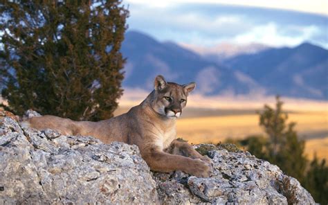 Interesting Facts About Pumas Just Fun Facts
