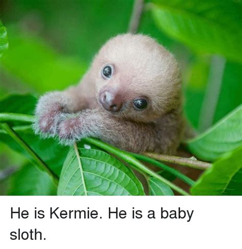 He Is Kermie He Is A Baby Sloth Meme On Meme