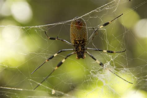 Golden Silk Orb Weaver Gtm Research Reserve Arthropod Guide · Inaturalist