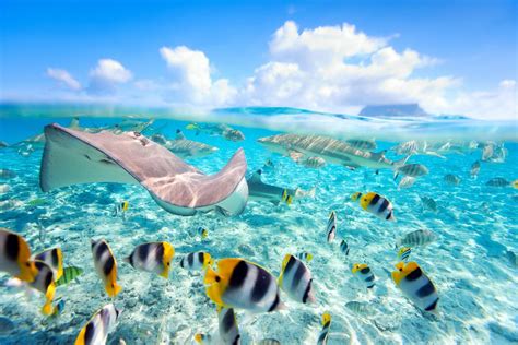 Stingray Wallpapers Top Free Stingray Backgrounds Wallpaperaccess