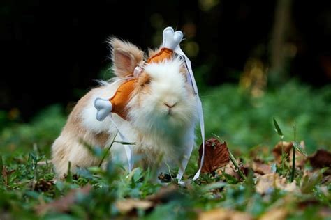 40 Cute Pictures Of Rabbit That Make You Smile Funny Rabbit Facts Four Paw Square