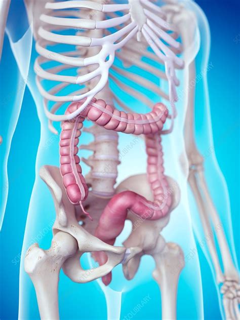 Human Colon Stock Image F0158244 Science Photo Library