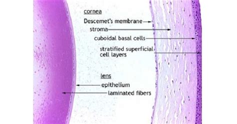 Histology Of Cornea New