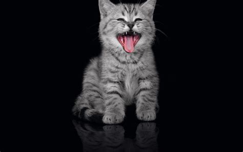 Check spelling or type a new query. 18 Cute Cat Pictures and Cat wallpapers because Cats are ...