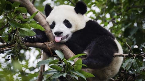 The Giant Panda Is No Longer An Endangered Species