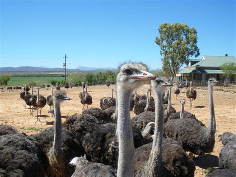 Oudtshoorn South Africa Ostrich Farming Oudtshoorn Ostriches Africa