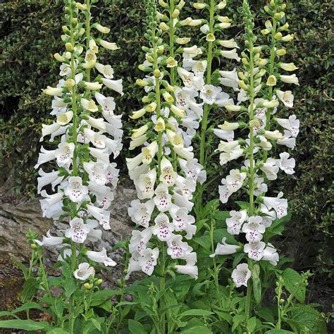 The term perennial is reserved for plants. Foxglove 'Dalmation White' plants | Thompson & Morgan
