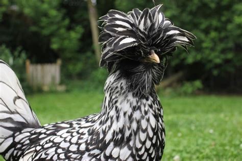 Polish Chicken Care Guide Varieties Lifespan And More With Pictures