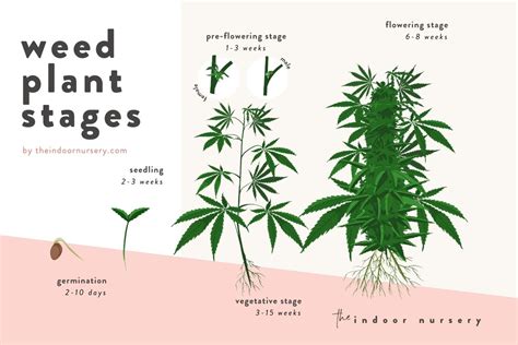 How To Transition From Vegetative To Flowering Cannabis