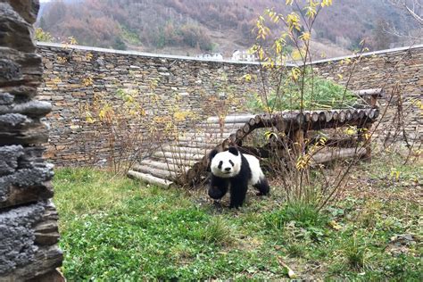 Panda Zwillinge Sind Gut In China Angekommen Tiergarten Schönbrunn