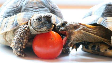 Si quieres aprender más sobre lo que comen las tortugas de río, no te pierdas este otro artículo sobre la alimentación de las tortugas de agua. Que Comen Las Tortugas Y Como Cuidarlas En Casa - Perfecta ...