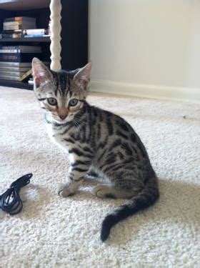 Wild & sweet bengals is the best bengal breeder in north america ! Two Female Half Bengal Kittens - 2 Months Old for Sale in ...