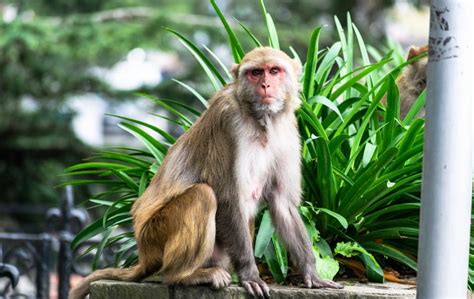 7 Common Pet Monkeys Important Facts And Pictures Pet Keen