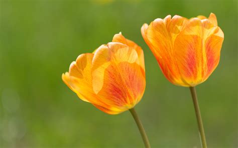 Flor De Cerca Naranja Tulipanes Fondos De Pantalla 2880x1800 Fondos