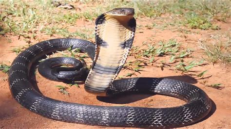 Indian King Cobra Snake Wallpaper 50 Images