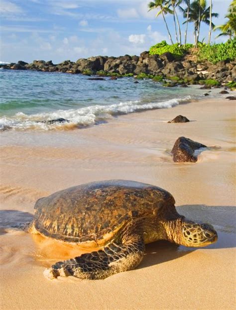 Hawaiian Green Sea Turtles Honu Often Relax Along