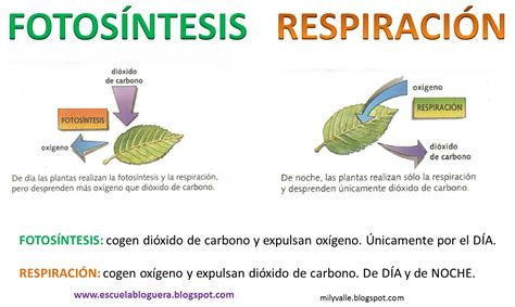 La Celula Fotosintesis