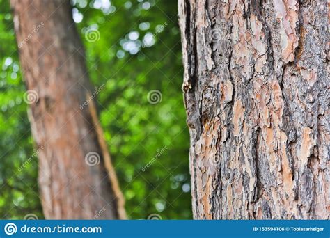 Tree Bark Forest Background Stock Photo Image Of Branch Sharp 153594106